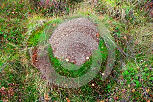 Overgrown Anthill in Autumn Taiga Forest