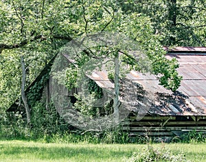 Overgrown antique barn