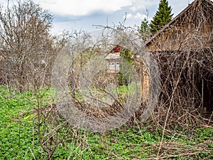 overgrown backard of wooden summer house