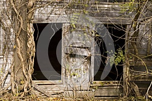 Overgrown barn