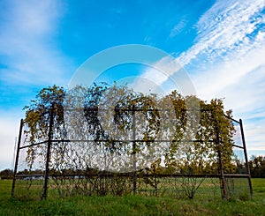 Overgrown baseball backstop and blue sky and clouds