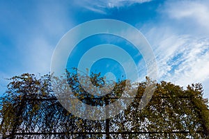 Overgrown baseball backstop and blue sky and clouds