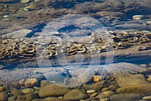 Overgrown beige and milk corals in the black sea in shallow water. Clean water and dirty fleecy growths in the form of curls