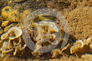Overgrown beige and milk corals in the black sea in shallow water. Clean water and dirty fleecy growths in the form of curls