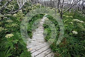 Overgrown Boardwalk