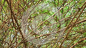 Overgrown branches of bamboo growth in the forest.