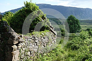 Overgrown brick house with a collapsed roof in front of an idyllic landscape. Ruins of a historic building with ivy and a large