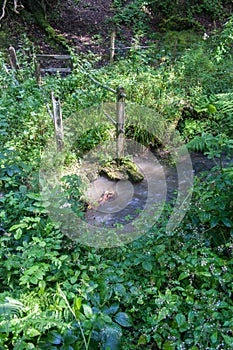 Overgrown Broken Footbridge