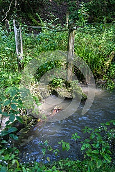 Overgrown Broken Footbridge