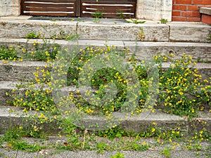 Overgrown building entrance.