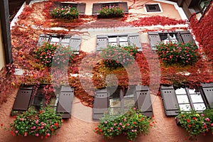 Overgrown building facade