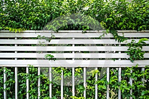 Overgrown bush fence partition