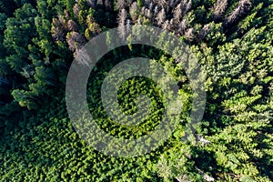 Overgrown clearing surrounded by old forest, compensatory tree planting, aerial view photo