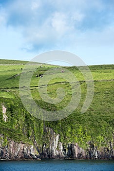 Overgrown Cliffs in Ireland