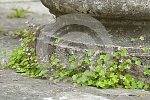 Overgrown column's base