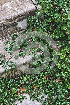 Overgrown concrete staircase 3