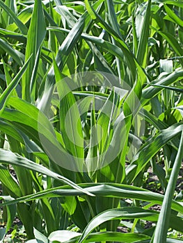 Overgrown corn. Corn stalks in the home garden