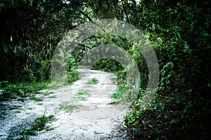 Overgrown dirt road in jungle