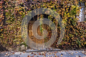 Overgrown door with autumn leaves on a house in ruins, Old Town in Tbilisi, Georgia