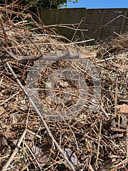 Overgrown Dried Garden Grass brambles and dried branches piles ready for bonfire