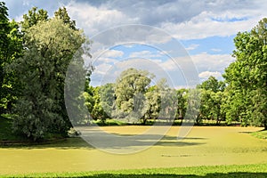 Overgrown with duckweed pond with large trees on the shore