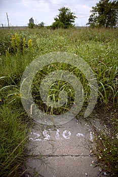 Overgrown empty lot after Hurricane Katrina