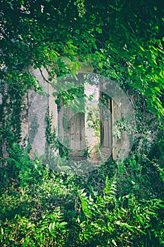 Overgrown entrance to the house