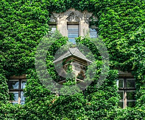 Overgrown facade of an old building in sunlight