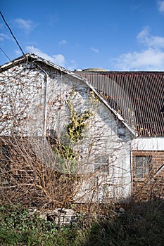 Overgrown Farm