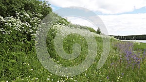 Overgrown with field plants, an ancient hill on the banks of the Ob River