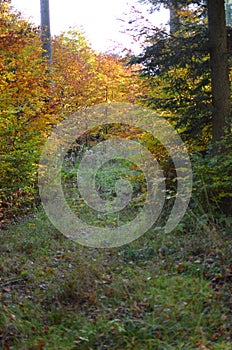 Overgrown forest path in forest