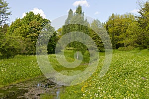 Overgrown forest pond