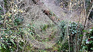 Overgrown forest trail