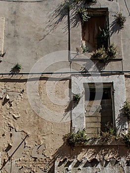 Overgrown frames of the windows