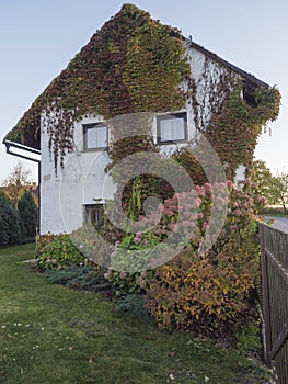 Overgrown front facede of white country house and garden with beautiful various Hydrangea flowers and climbing ivy