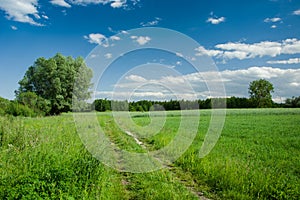 Overgrown with grass dirt road, trees and clouds on blue sky