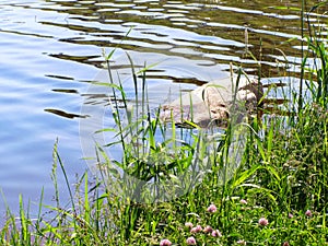 Overgrown with grass lake