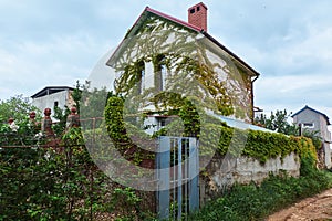Overgrown in green ivy decorative plant countryside white house