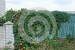 Overgrown with green raciness and leaves a wooden and brick fence