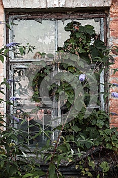 Overgrown greenery window