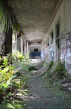 Overgrown Hallway