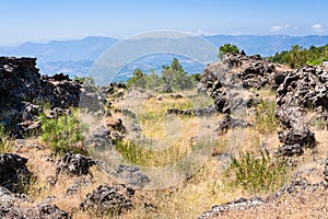 Overgrown hardened lava on slope of Etna volcano