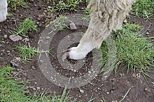 Overgrown hooves of alpacas on the territory Inca prehistoric ruins in Chucuito near Puno, Titicaca lake area. Peru