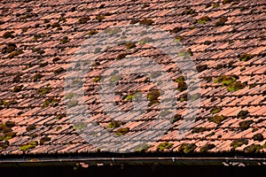 Overgrown house roof with broken gutter close-up