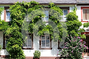 Overgrown house wall