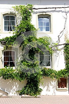Overgrown house wall