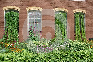 Overgrown house windows