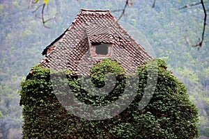 Overgrown ivy on abandoned house