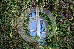 Overgrown ivy fascade window greenery europe greening photo