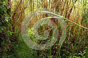 Overgrown Jungle Trail